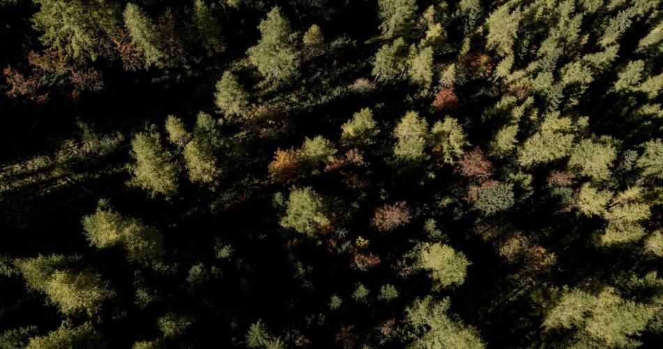 Blick auf einen Wald voll Tannen aus der Vogelperspektive | © GaPa Tourismus GmbH/Christian Stadler